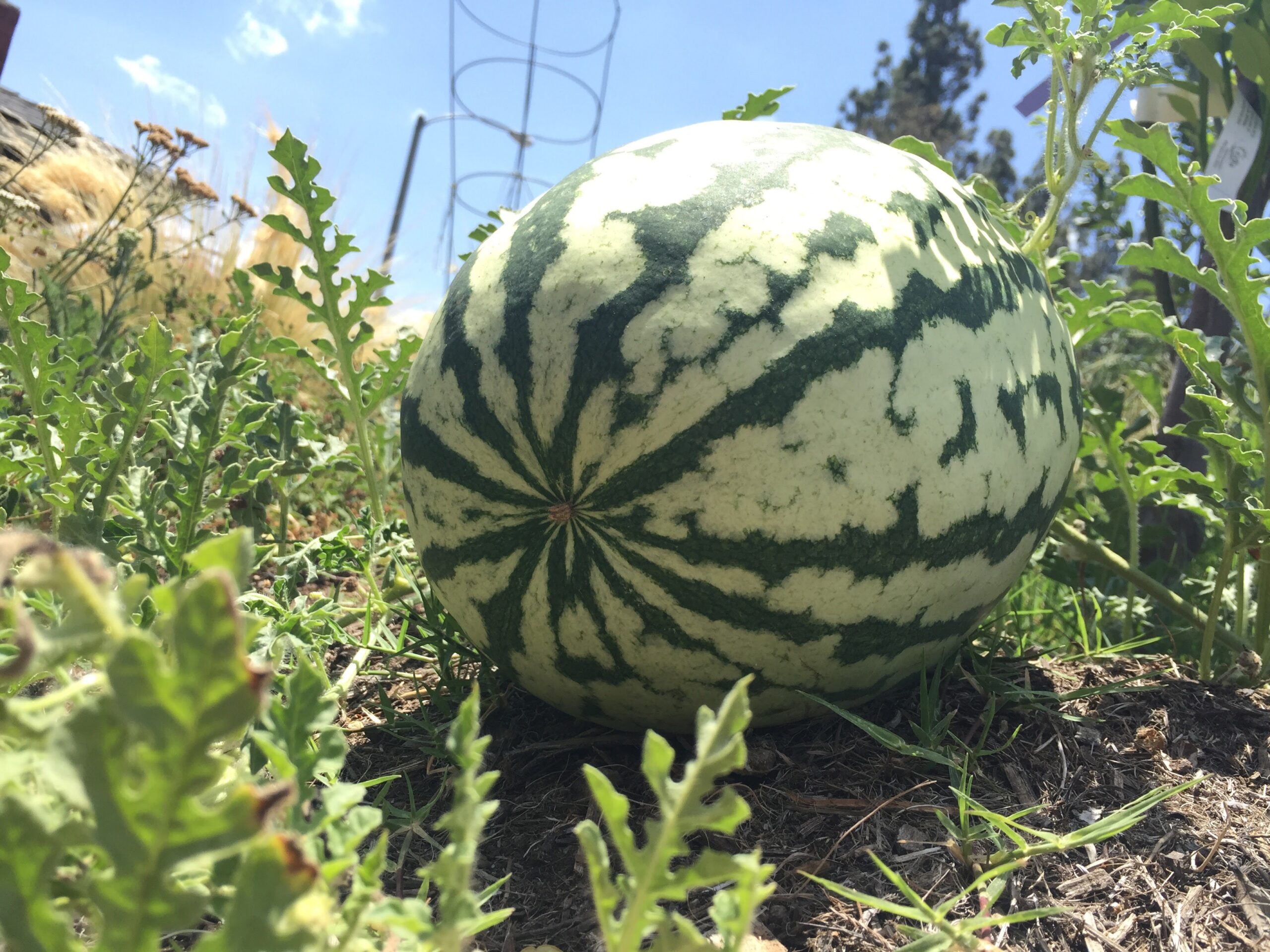 Watermelon in garden